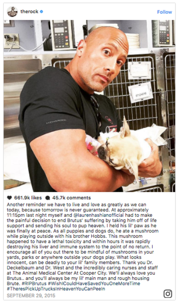 Veterinarians Issue Terrifying Warning About This Deadly Danger - picture 2