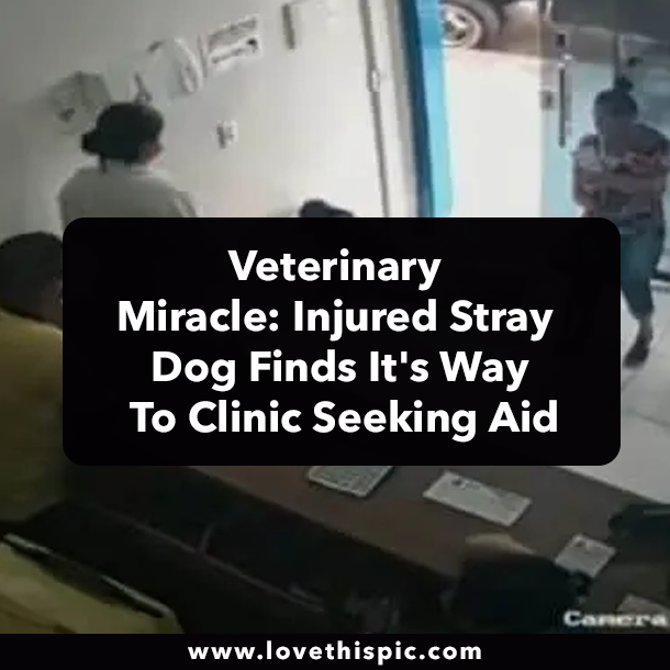 Veterinary Miracle: Injured Stray Dog Finds It's Way To Clinic Seeking Aid