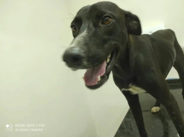 Veterinary Miracle: Injured Stray Dog Finds It's Way To Clinic Seeking Aid - picture 2