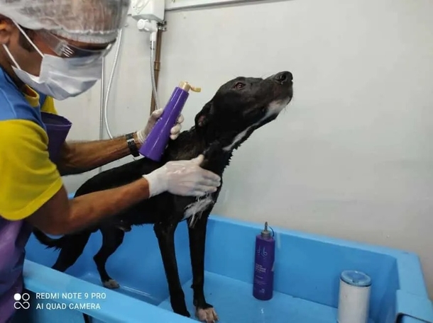 Veterinary Miracle: Injured Stray Dog Finds It's Way To Clinic Seeking Aid - picture 4