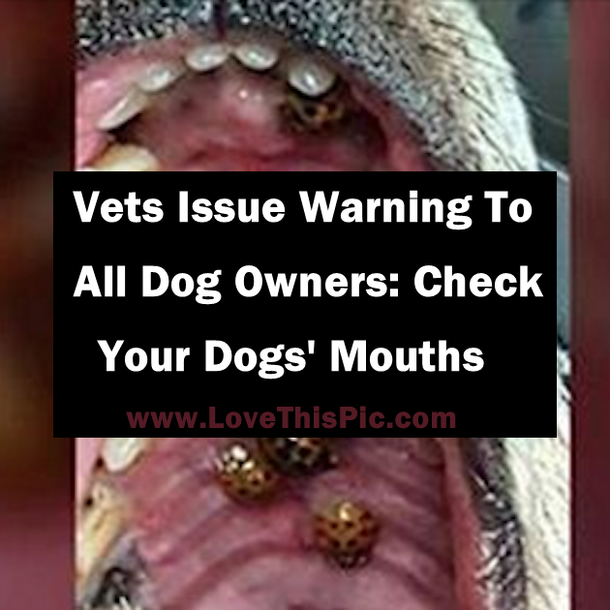 Vets Issue Warning To All Dog Owners: Check Your Dogs' Mouths