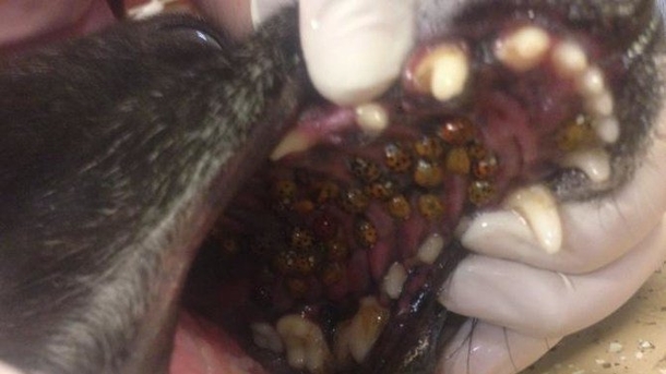 Vets Issue Warning To All Dog Owners: Check Your Dogs' Mouths - picture 2