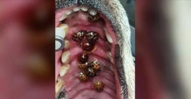 Vets Issue Warning To All Dog Owners: Check Your Dogs' Mouths - picture 3
