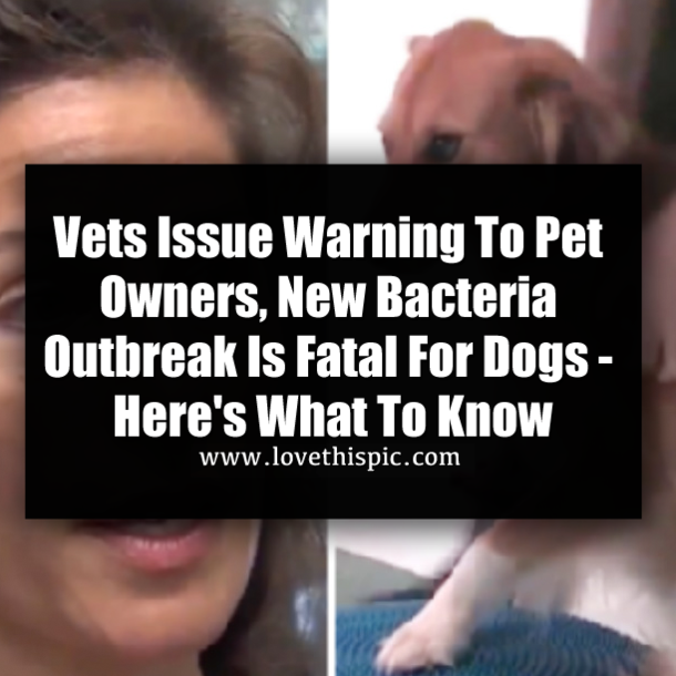 Vets Issue Warning To Pet Owners, New Bacteria Outbreak Is Fatal For Dogs - Here's What To Know