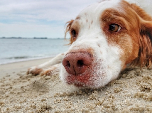 Vets Issue Warning To Pet Owners, New Bacteria Outbreak Is Fatal For Dogs - Here's What To Know - picture 2