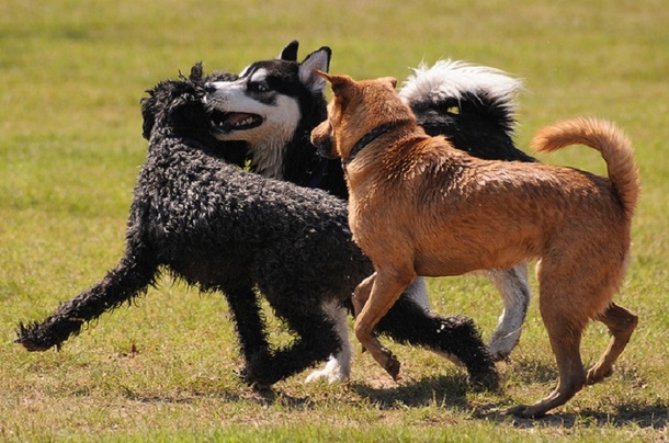 Vets Issue Warning To Pet Owners, New Bacteria Outbreak Is Fatal For Dogs - Here's What To Know - picture 3