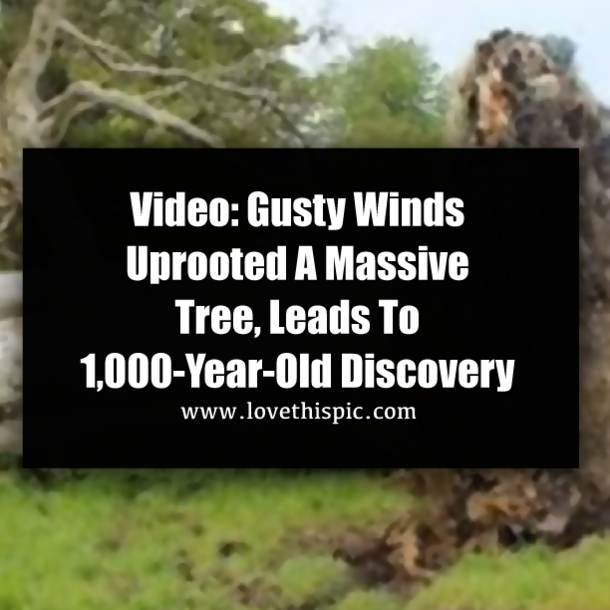 Video: Gusty Winds Uprooted A Massive Tree, Leads To 1,000-Year-Old Discovery