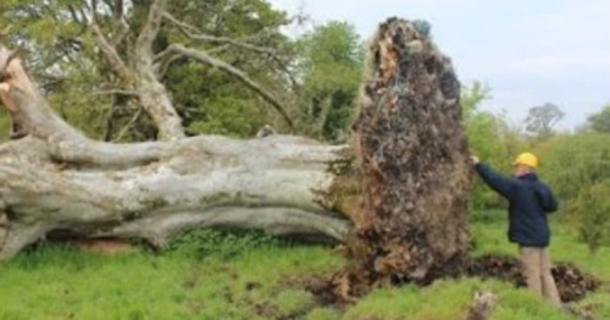 Video: Gusty Winds Uprooted A Massive Tree, Leads To 1,000-Year-Old Discovery - picture 2
