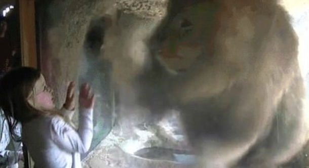 VIDEO: Little Girl Blows Kiss At Massive Lion… Parents FREAK At What Happened Next - picture 2