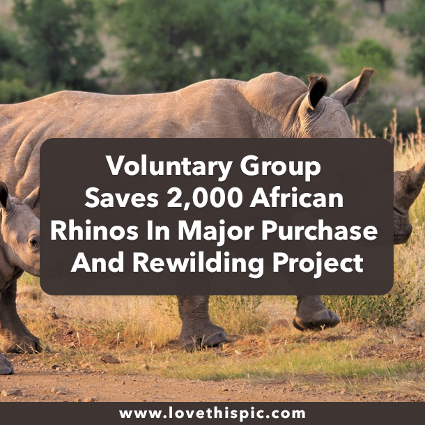 Voluntary Group Saves 2,000 African Rhinos In Major Purchase And Rewilding Project