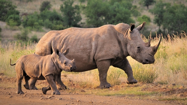 Voluntary Group Saves 2,000 African Rhinos In Major Purchase And Rewilding Project - picture 2