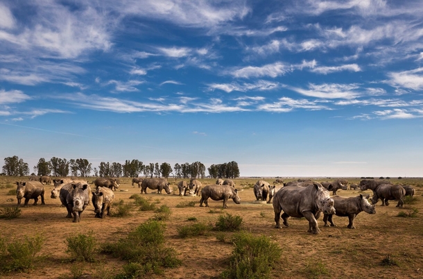 Voluntary Group Saves 2,000 African Rhinos In Major Purchase And Rewilding Project - picture 3
