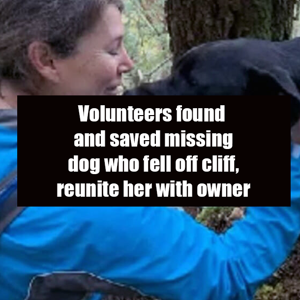 Volunteers found and saved missing dog who fell off cliff, reunite her with owner