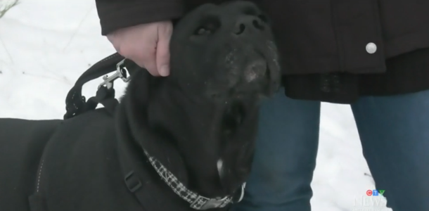 Volunteers found and saved missing dog who fell off cliff, reunite her with owner - picture 2