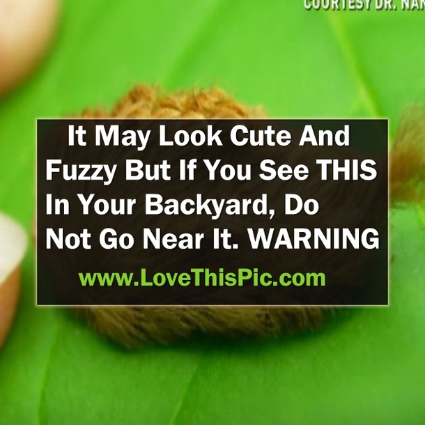 WARNING: If You See This In Your Backyard Do Not Go Near It. It May Look Cute & Fuzzy But It's Dangerous!