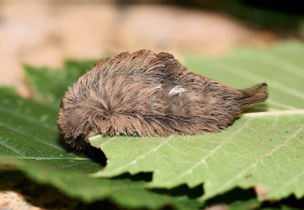 WARNING: If You See This In Your Backyard Do Not Go Near It. It May Look Cute & Fuzzy But It's Dangerous! - picture 3