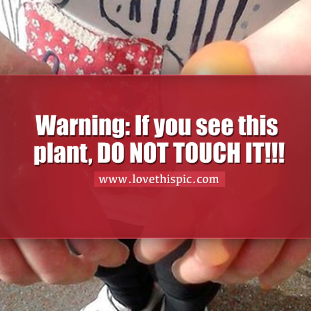 Warning: If you see this plant, DO NOT TOUCH IT!!!