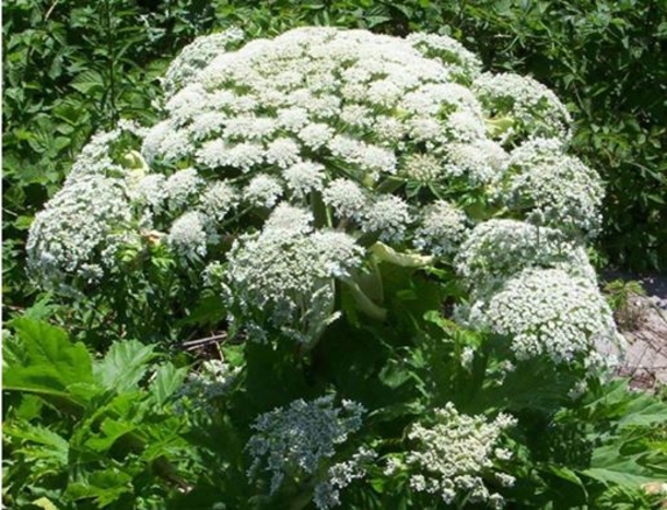 Warning: If you see this plant, DO NOT TOUCH IT!!! - picture 4