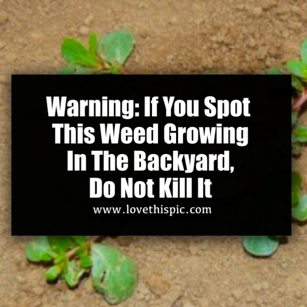 Warning: If You Spot This Weed Growing In The Backyard, Do Not Kill It
