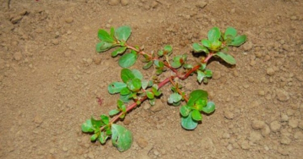 Warning: If You Spot This Weed Growing In The Backyard, Do Not Kill It - picture 2