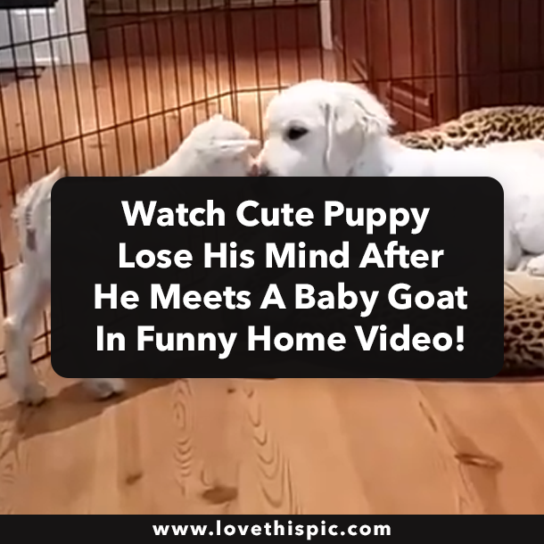 Watch Cute Puppy Lose His Mind After He Meets A Baby Goat In Funny Home Video!