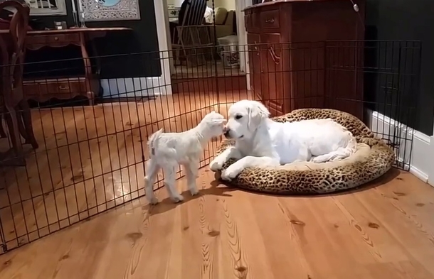Watch Cute Puppy Lose His Mind After He Meets A Baby Goat In Funny Home Video! - picture 2