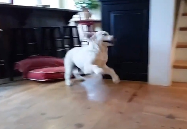 Watch Cute Puppy Lose His Mind After He Meets A Baby Goat In Funny Home Video! - picture 3