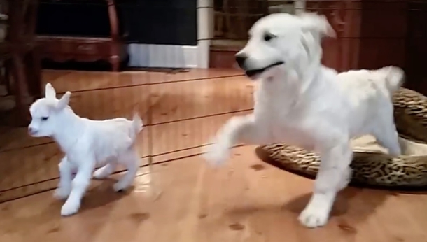 Watch Cute Puppy Lose His Mind After He Meets A Baby Goat In Funny Home Video! - picture 4