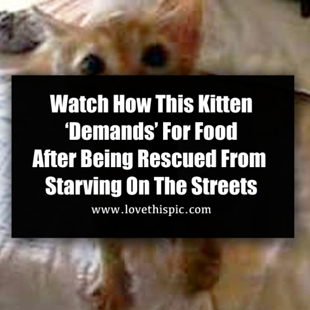 Watch How This Kitten ‘Demands’ For Food After Being Rescued From Starving On The Streets