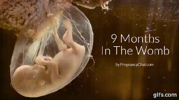 Watch The Complete Journey Of A Child In The Mother's Womb. This Is Amazing! - picture 2