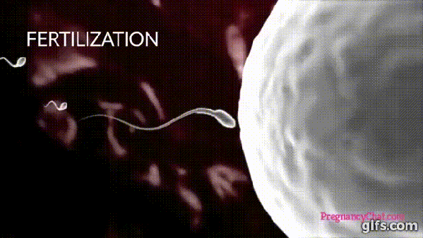Watch The Complete Journey Of A Child In The Mother's Womb. This Is Amazing! - picture 3