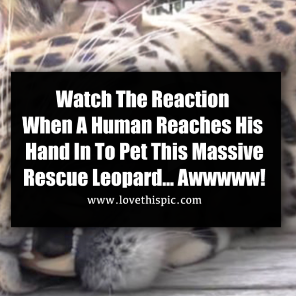 Watch The Reaction When A Human Reaches His Hand In To Pet This Massive Rescue Leopard… Awwwww!