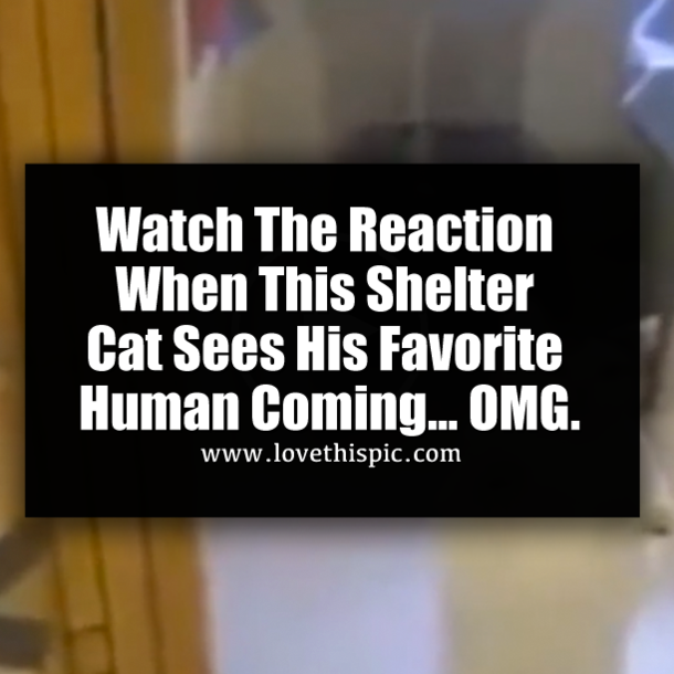 Watch The Reaction When This Shelter Cat Sees His Favorite Human Coming… OMG.