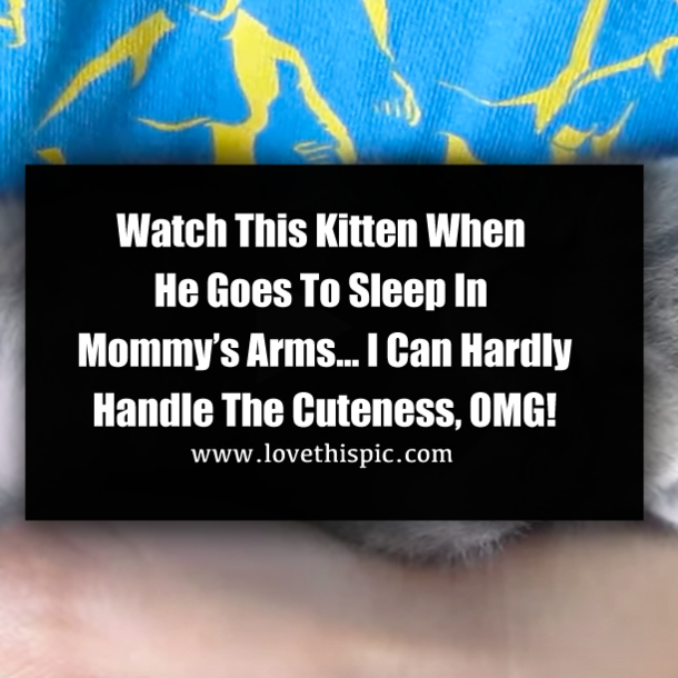 Watch This Kitten When He Goes To Sleep In Mommy’s Arms… I Can Hardly Handle The Cuteness, OMG!