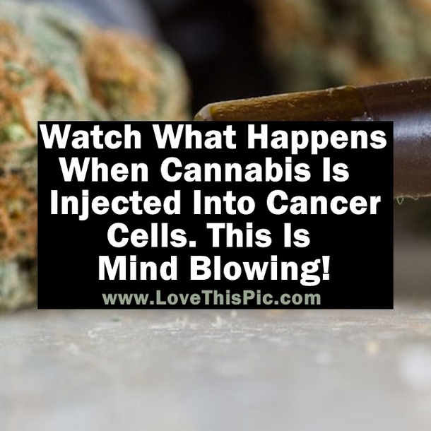 Watch This To See What Happens When Cannabis Is Injected Into Cancer Cells. This Is Amazing!