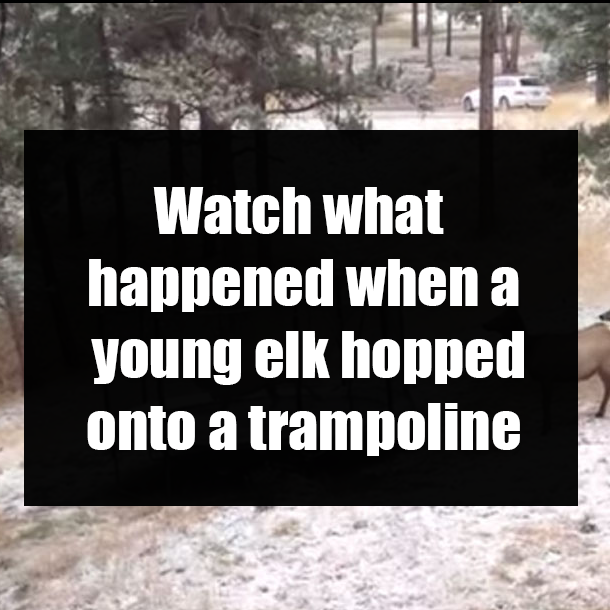 Watch what happened when a young elk hopped onto a trampoline