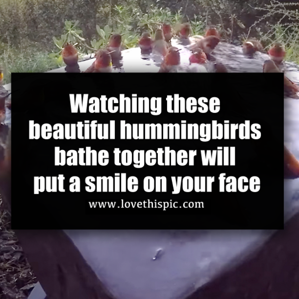 Watching these beautiful hummingbirds bathe together will put a smile on your face