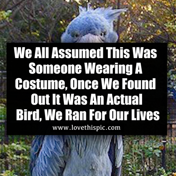 We All Assumed This Was Someone Wearing A Costume, Once We Found Out It Was An Actual Bird, We Ran For Our Lives