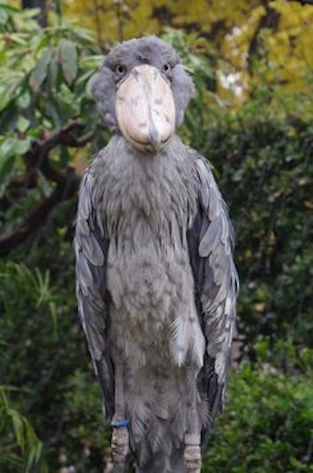 We All Assumed This Was Someone Wearing A Costume, Once We Found Out It Was An Actual Bird, We Ran For Our Lives - picture 2