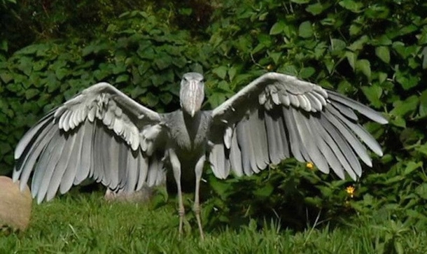 We All Assumed This Was Someone Wearing A Costume, Once We Found Out It Was An Actual Bird, We Ran For Our Lives - picture 3