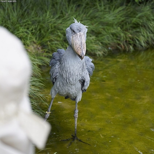 We All Assumed This Was Someone Wearing A Costume, Once We Found Out It Was An Actual Bird, We Ran For Our Lives - picture 4