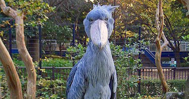 We All Assumed This Was Someone Wearing A Costume, Once We Found Out It Was An Actual Bird, We Ran For Our Lives - picture 6