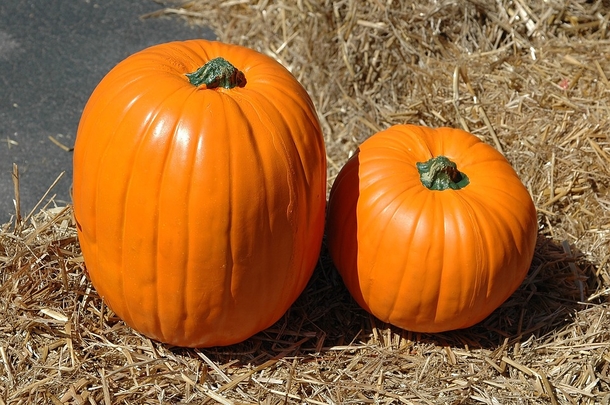 We All Have Been Lied To! Canned Pumpkin Is Not Actually Pumpkin, It's Something Else - picture 2
