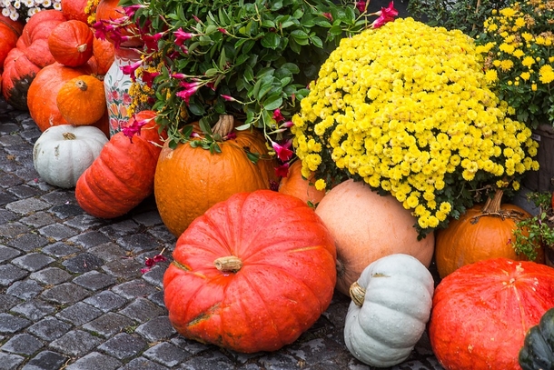 We All Have Been Lied To! Canned Pumpkin Is Not Actually Pumpkin, It's Something Else - picture 3