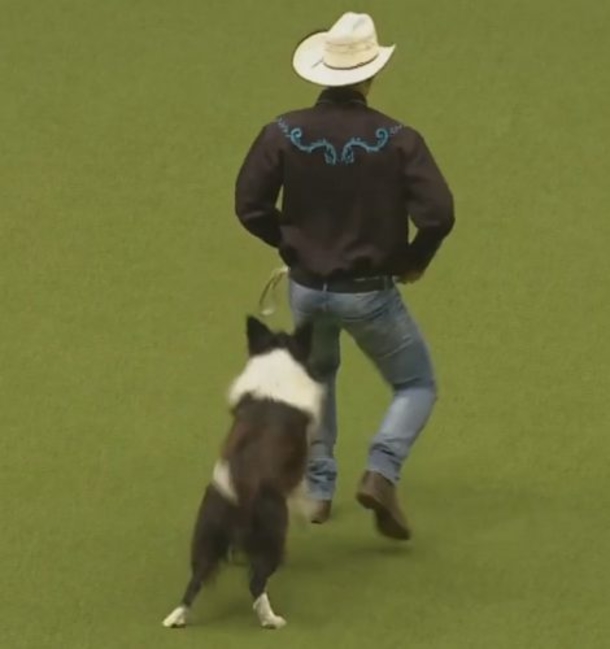 We All Showed Up For The Dog Show, But This Cowboy’s Performance Is What I'll Always Remember - picture 2