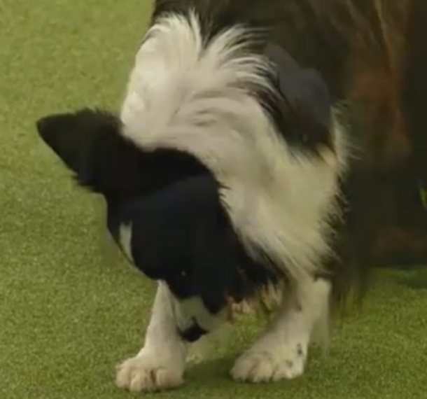 We All Showed Up For The Dog Show, But This Cowboy’s Performance Is What I'll Always Remember - picture 4