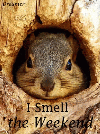 Weekend Animations, Gifs & Quotes To Get You Excited For The Weekend - picture 5