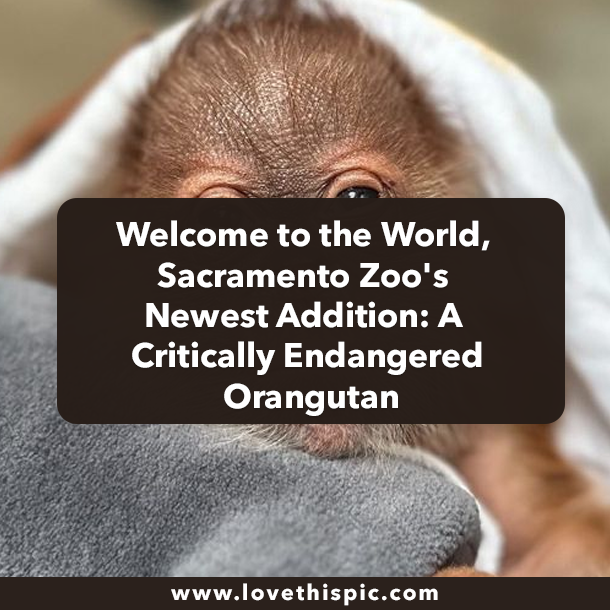 Welcome to the World, Sacramento Zoo's Newest Addition: A Critically Endangered Orangutan