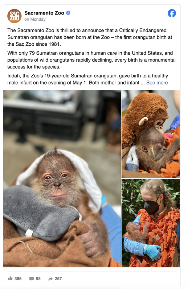 Welcome to the World, Sacramento Zoo's Newest Addition: A Critically Endangered Orangutan - picture 2