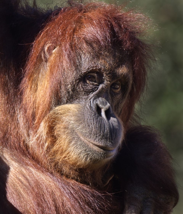 Welcome to the World, Sacramento Zoo's Newest Addition: A Critically Endangered Orangutan - picture 3